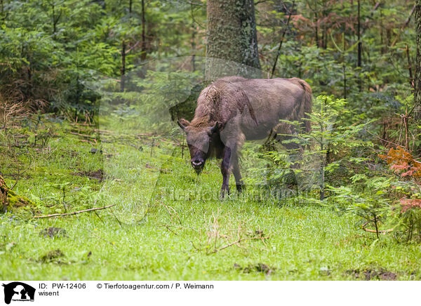 Wisent / wisent / PW-12406