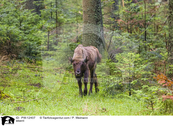 Wisent / wisent / PW-12407