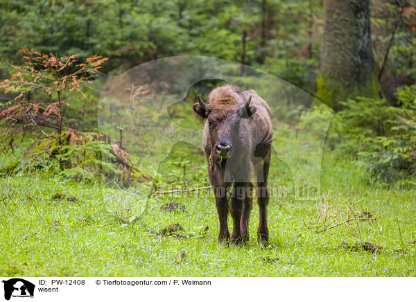 Wisent / wisent / PW-12408
