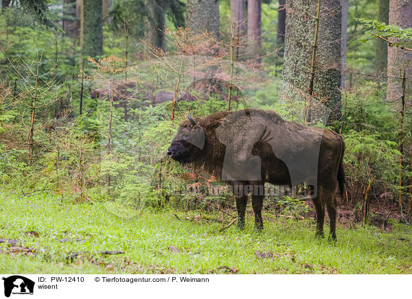 wisent / PW-12410