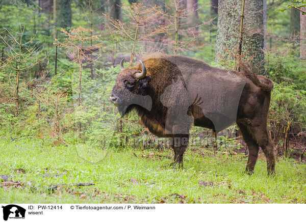 Wisent / wisent / PW-12414
