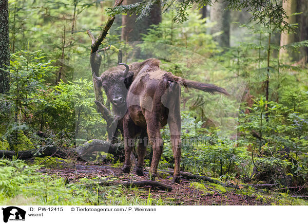 Wisent / wisent / PW-12415
