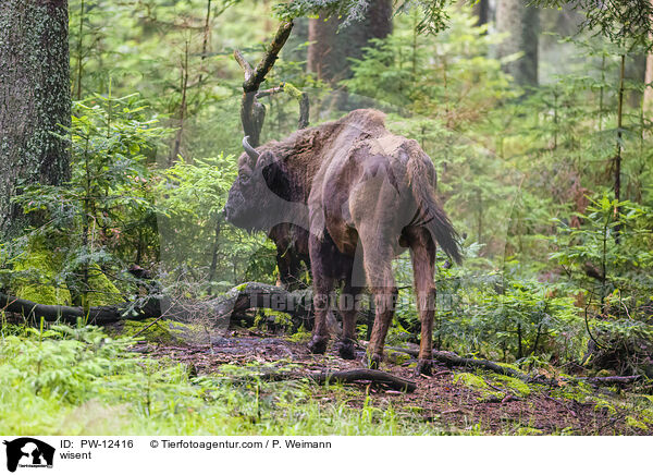Wisent / wisent / PW-12416