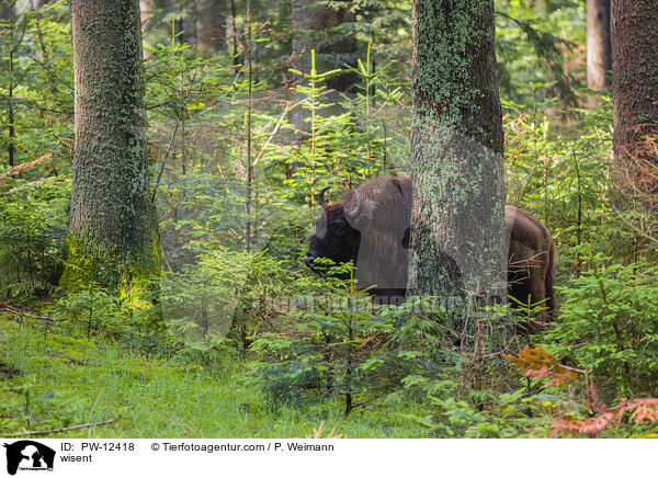 Wisent / wisent / PW-12418