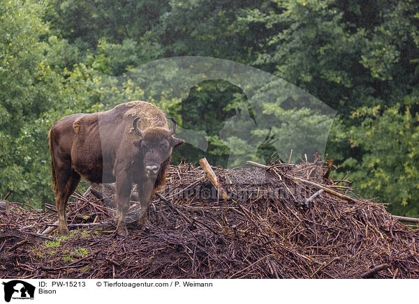 Wisent / Bison / PW-15213