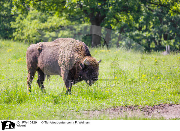 Wisent / Wisent / PW-15429