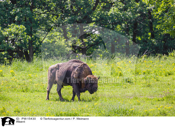 Wisent / Wisent / PW-15430