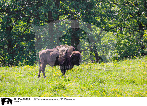 Wisent / Wisent / PW-15431
