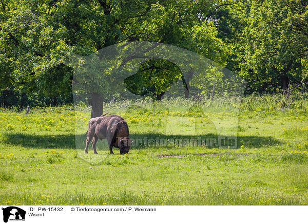 Wisent / Wisent / PW-15432