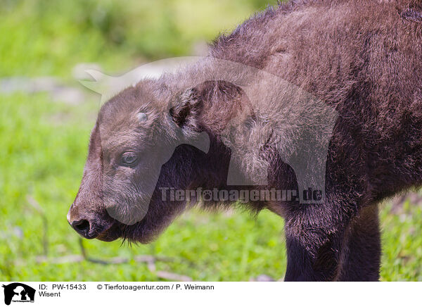Wisent / Wisent / PW-15433