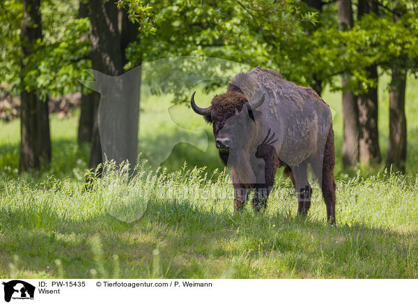 Wisent / Wisent / PW-15435
