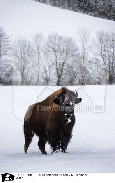 Wisent / Bison / CF-01088