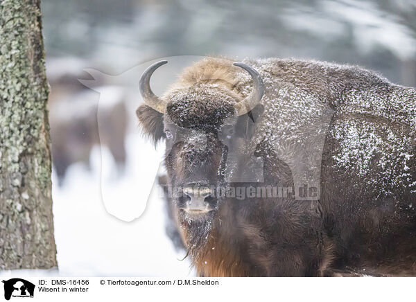 Wisent im Winter / Wisent in winter / DMS-16456