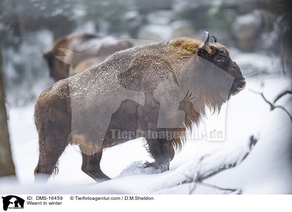 Wisent im Winter / Wisent in winter / DMS-16459