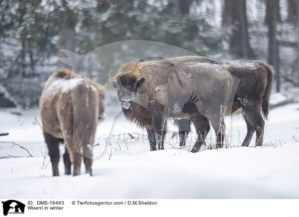 Wisent im Winter / Wisent in winter / DMS-16463