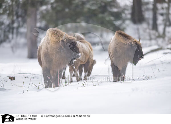 Wisent im Winter / Wisent in winter / DMS-16469