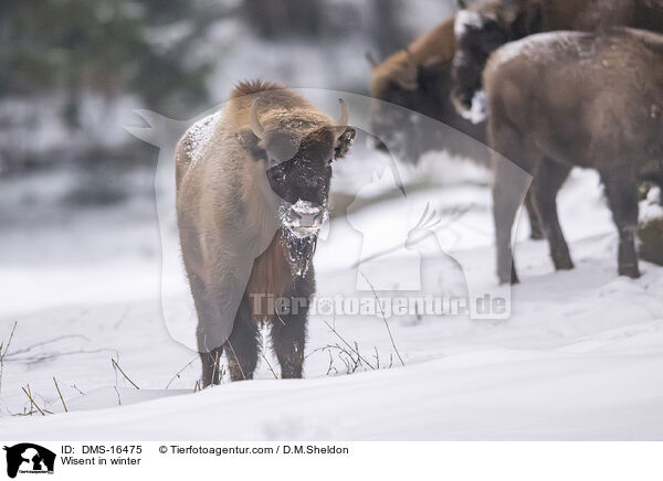 Wisent im Winter / Wisent in winter / DMS-16475