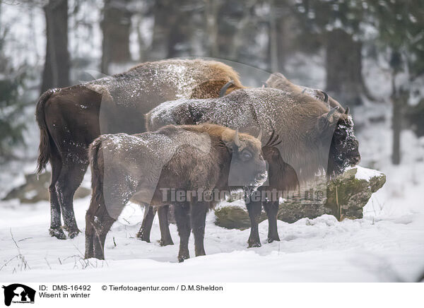Wisent im Winter / Wisent in winter / DMS-16492