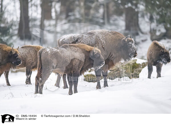 Wisent im Winter / Wisent in winter / DMS-16494
