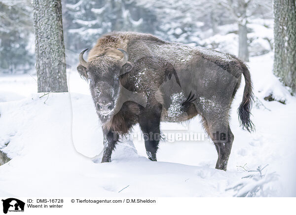 Wisent im Winter / Wisent in winter / DMS-16728