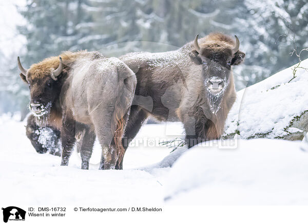 Wisent im Winter / Wisent in winter / DMS-16732
