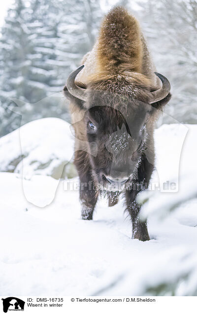 Wisent im Winter / Wisent in winter / DMS-16735