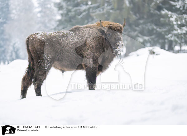 Wisent im Winter / Wisent in winter / DMS-16741