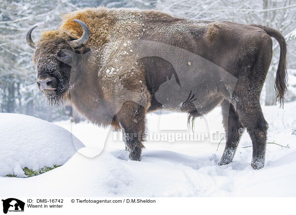 Wisent im Winter / Wisent in winter / DMS-16742