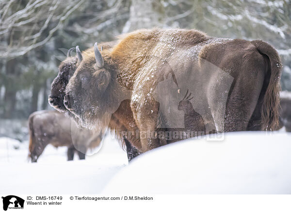 Wisent im Winter / Wisent in winter / DMS-16749