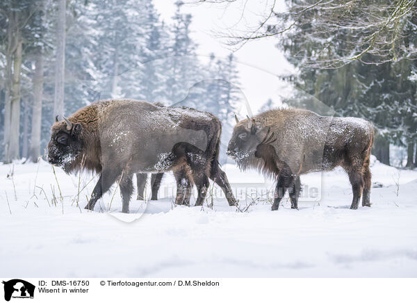 Wisent im Winter / Wisent in winter / DMS-16750