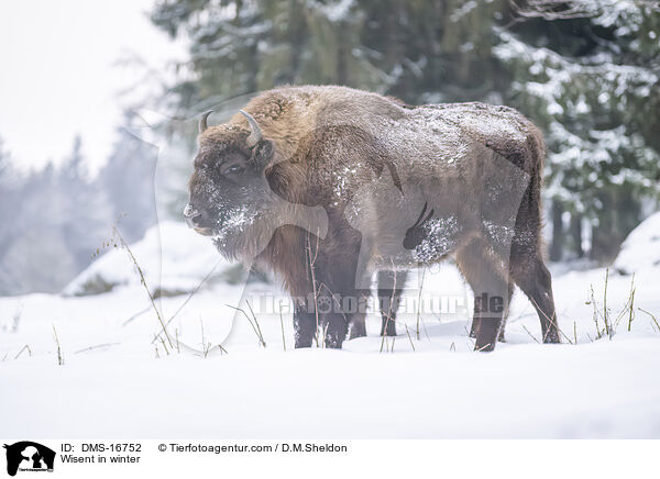 Wisent im Winter / Wisent in winter / DMS-16752