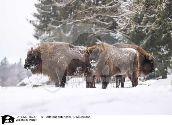 Wisent im Winter / Wisent in winter / DMS-16757