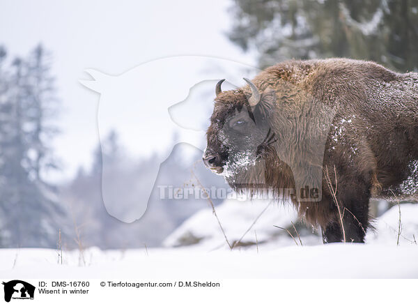 Wisent im Winter / Wisent in winter / DMS-16760