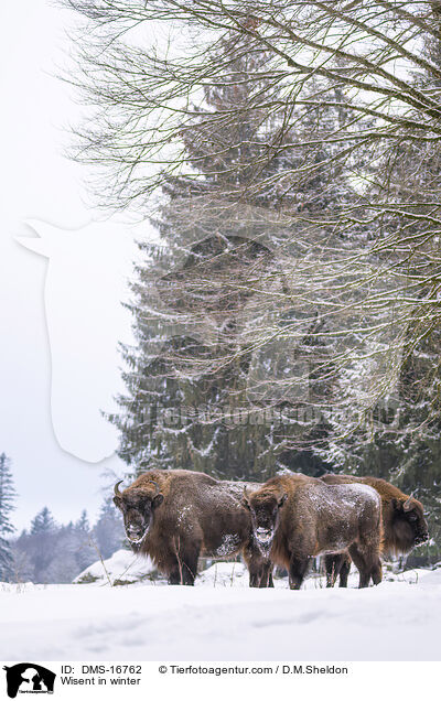 Wisent im Winter / Wisent in winter / DMS-16762