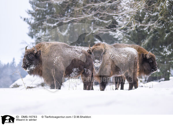 Wisent im Winter / Wisent in winter / DMS-16763