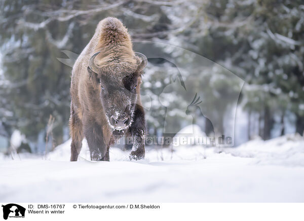 Wisent im Winter / Wisent in winter / DMS-16767