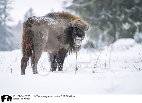 Wisent im Winter / Wisent in winter / DMS-16775