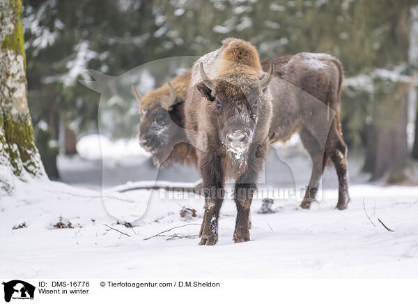 Wisent im Winter / Wisent in winter / DMS-16776