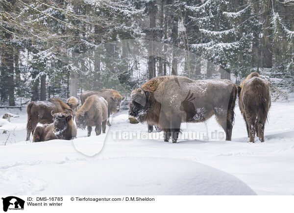 Wisent im Winter / Wisent in winter / DMS-16785