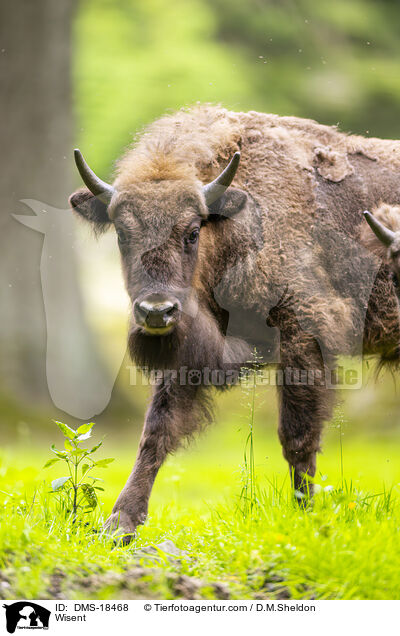 Wisent / Wisent / DMS-18468