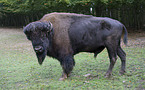 european bison