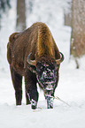 Wisent