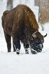 Wisent