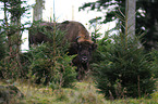 European bison