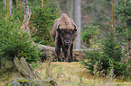 European bison