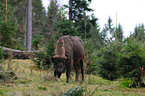 European bison