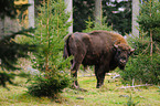 European bison