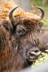 Wisent