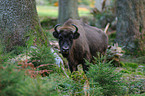 Wisent