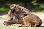 european bison